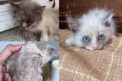 Gatinho resgatado no pior caso de pulgas que abrigo já viu vira gato de filme após o primeiro banho