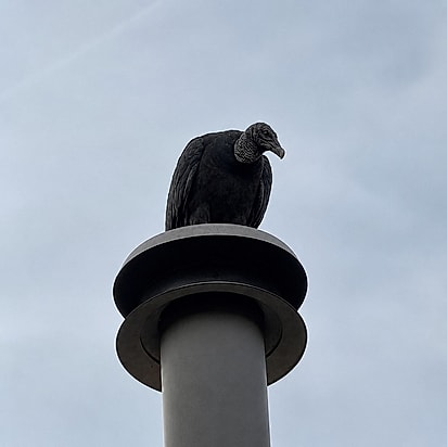 O urubu no chapéu da chaminé. A ave que fez o galo dar o alerta, pousada no ponto mais alto da casa, no Texas.