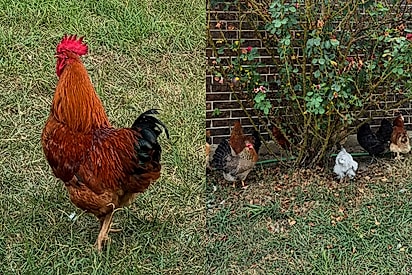 O galo Thor e as galinhas escondidas. À esquerda, Thor no meio do gramado. À direita, as galinhas espremidas embaixo do roseiral, coladas na parede de tijolos.