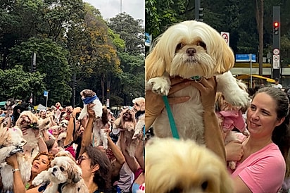 “Única aglomeração que me interessa”: Avenida Paulista é tomada por mais de mil shih-tzus em encontro que encanta São Paulo.