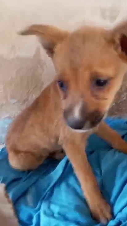 A cachorrinha Peteca.