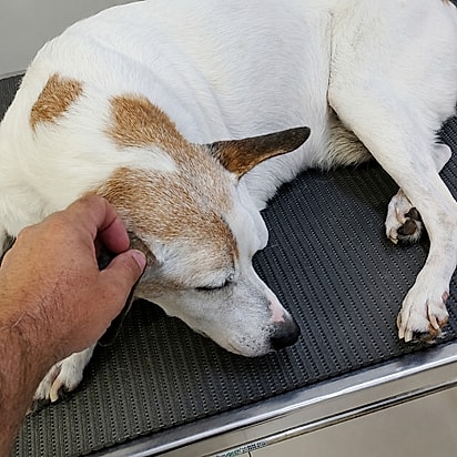 Marley precisou passar por uma cirurgia.