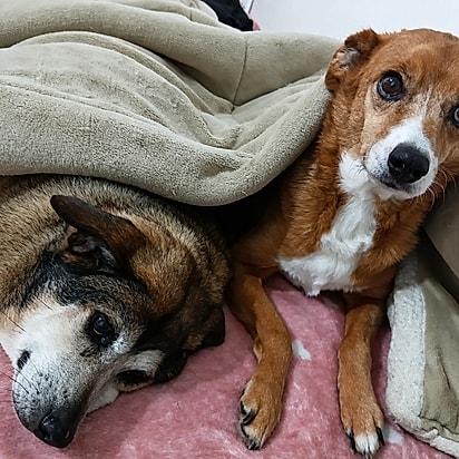 A organização ajuda muitos outros animais.