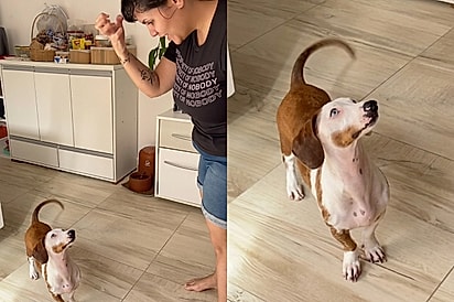 “Eles são muito inteligentes”: Dachshund surdo aprende sinais para reconhecer cada pessoa da família e encanta a internet.