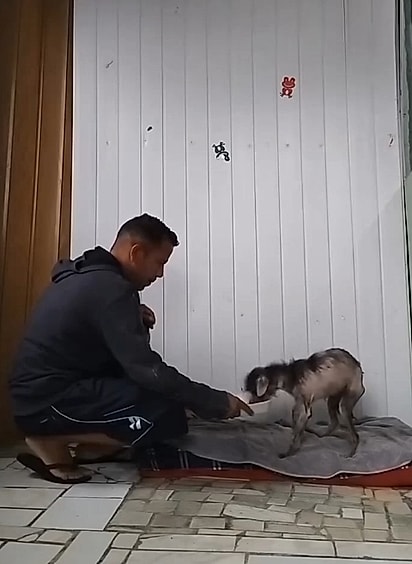 Depois do resgate, o cachorrinho recebeu alimento, cuidados e atendimento veterinário.