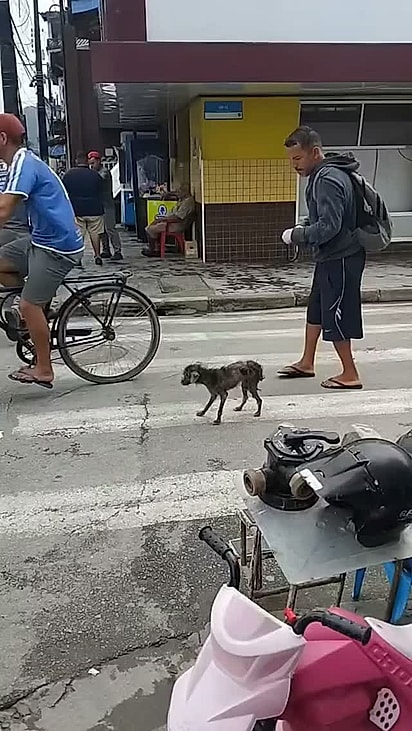 Vitório foi encontrado debilitado, com sarna e muito medo.