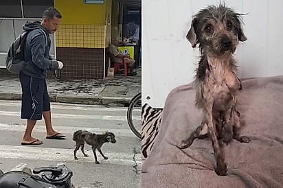 “Sem motivos para viver”: cão coberto de sarna é resgatado e transformação emociona.