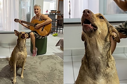 Vira-lata caramelo aprende a “cantar” com a tutora e seus duetos fazem sucesso na internet.