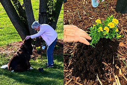 Barbara Collins e o Chewy no quintal de Wake Forest Ela faz carinho no cachorro sob a árvore e encaixa as flores na terra que ele acabou de abrir