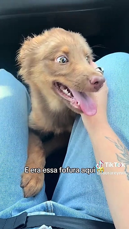 O casal decidiu acolher a filhotinha.