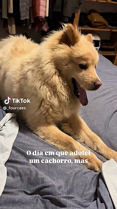Luna foi adotada com um ano.