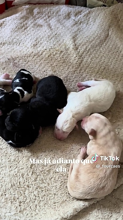 Todos os filhotes nasceram fêmeas.