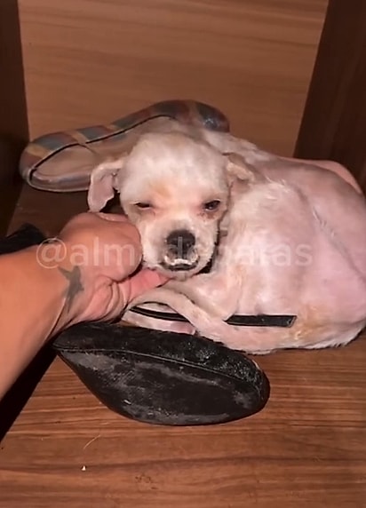 Os cães passaram por uma grande transformação.