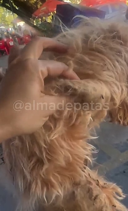 O trio foi resgatado em péssimas condições.