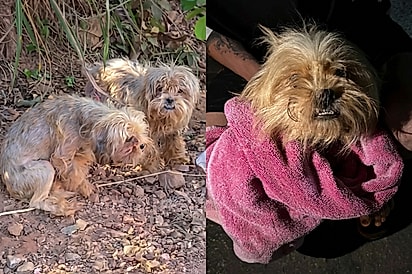 Três cães abandonados fogem por medo, mas aprendem a confiar em voluntários e têm a vida transformada.