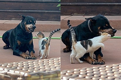 Gata conquista dobermann com cara de poucos amigos na base do carinho.