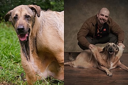 “Parece que está derretendo”: Cachorro com condição rara impressiona por excesso de pele.