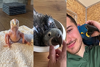 “Minha pequena maravilha”: Tutor celebra dois anos de arara-azul com homenagem emocionante.