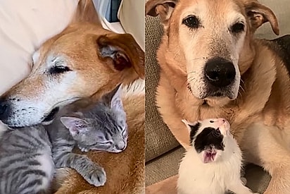 Cão resgatado com vocação de mãe acolhe com carinho mais de 200 gatinhos em lar temporário