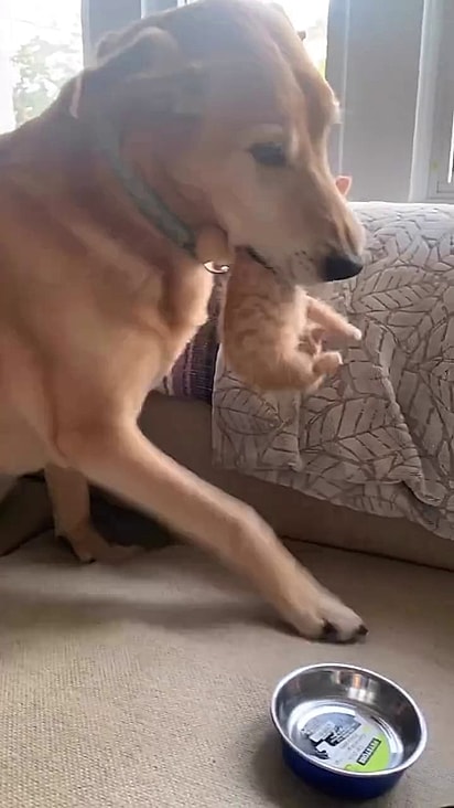Ele ama os gatinhos.