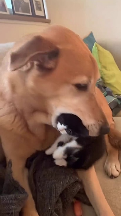 Raylan cuida de todos com muito carinho.