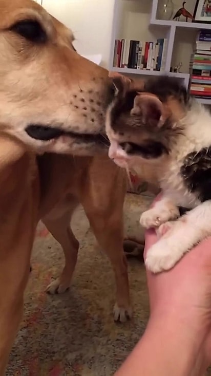 O cão só fica feliz quando tem felinos em lar temporário.