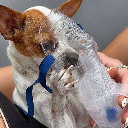 Lótus durante a inalação, no colo da tutora. A pinscher segura a máscara com as próprias patas e fica parada até a sessão terminar.