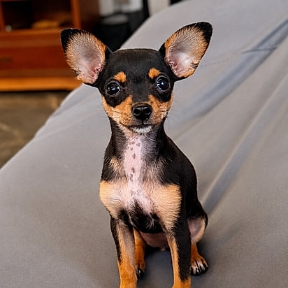 Teca, a irmã que chegou depois. A pinscher preta e castanha que divide a casa e o sofá com a Lótus.
