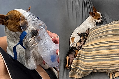Lótus na inalação e as duas irmãs no sofá. À esquerda, a pinscher Lótus segurando a máscara de inalação; à direita, ela e a Teca dormindo juntas.
