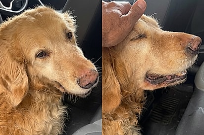 “Você vai ser cuidado”: Golden idoso entra no carro sem resistência após abandono e acaba conquistando uma família para sempre.