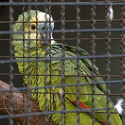 Papagaio chamou a repórter de loira burra.