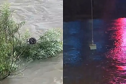 Após dois dias ilhada em árvore, gata entra em cesta suspensa por drone e é salva de enchente.