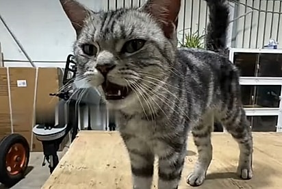 A gatinha foi resgatada em segurança.