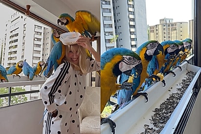 “Amor se retribui com amor”: mulher conquista confiança de araras selvagens que visitam sua janela todos os dias.