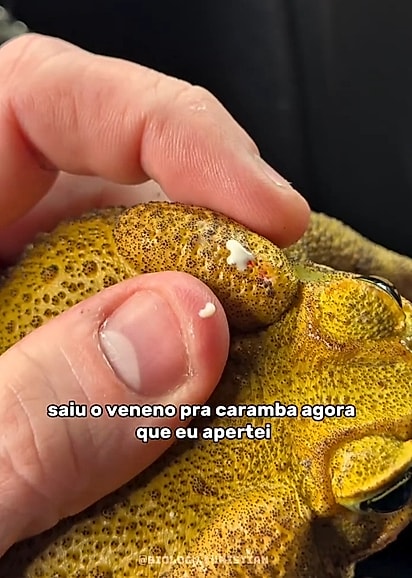 Christian aproveitou o resgate para explicar curiosidades sobre o sapo cururu.
