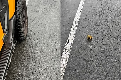 “Hoje não, rapaz!”: biólogo vê mulher empurrando bichinho para ser atropelado e para o carro para salvá-lo.
