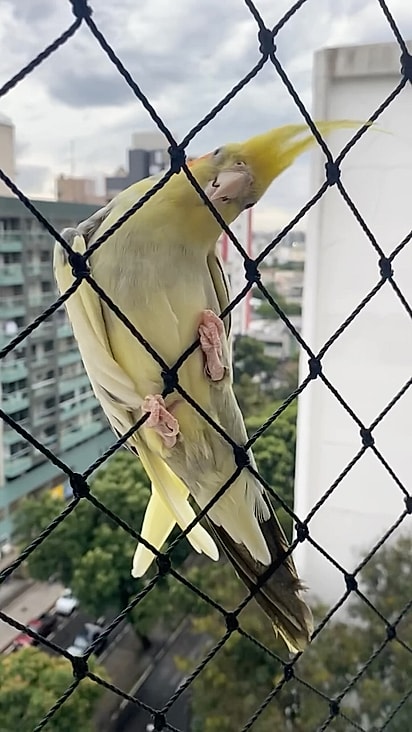 A calopsita apareceu inesperadamente na varanda de Moysés.