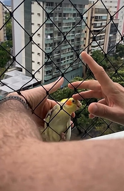 Com paciência, Moysés conseguiu resgatar a ave.