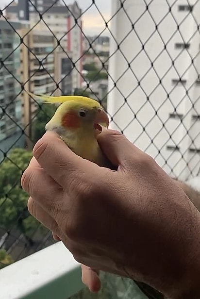 Após o resgate, a calopsita pareceu dizer “obrigado”.