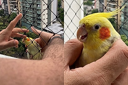 “Obrigado”: homem resgata calopsita perdida na varanda e se surpreende com reação da ave.