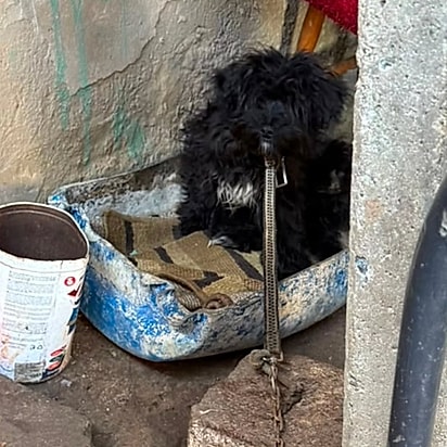 A cachorrinha vivia em péssimas condições.