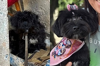 “Sobreviveu!”: cachorrinha que vivia presa em corrente ganha nova chance e busca uma família.