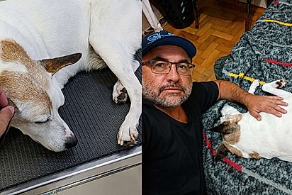 Às pressas, tutor vende o único carro que tinha para salvar a vida de cão resgatado: O Marley está recuperado
