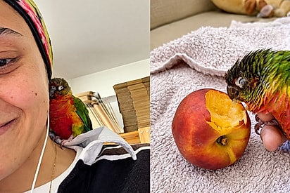 Papagaio se perde e é encontrado por mulher que se emociona com doçura do animal ao aceitar ajuda.