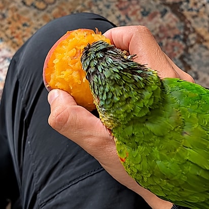 A ave aparece comendo na mão de Yamine.