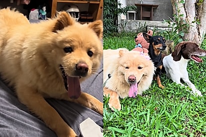 Adotei um cachorro e depois de 2 meses estávamos com 9: Vida de família se transforma após adotar cadela tímida