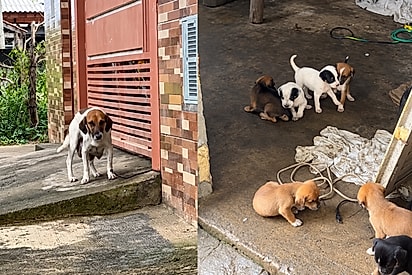 Mamãe que teve filhotes levados por cobra balança o rabinho ao receber ajuda com nova ninhada de 9 bebês