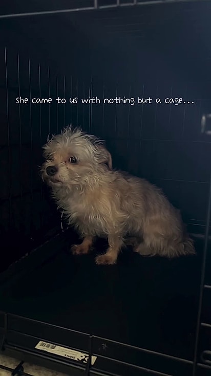 A cachorrinha chegou assustada no novo lar.