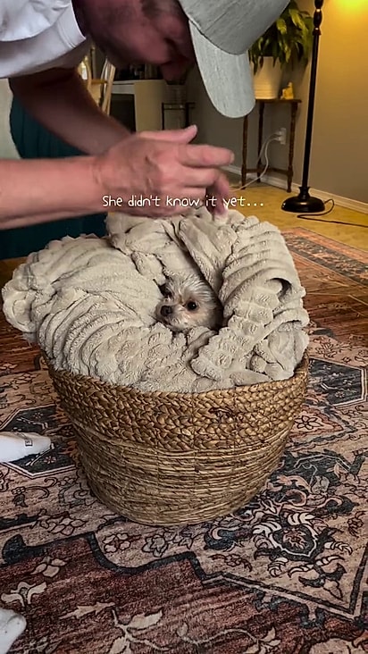 O tutor enrola a cachorrinha para dormir todas as noites.