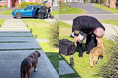 Cão vira-lata de 17 anos atrai atenção nas redes sociais ao recepcionar tutor piloto após retorno de viagem